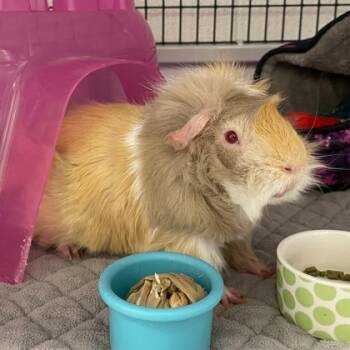 Rescue Guinea Pig Guinea Pigs for Adoption in Wheaton, Illinois - Sky | PetCurious